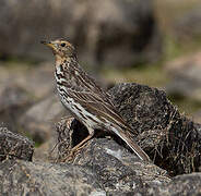 Pipit à gorge rousse