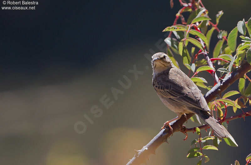 Long-billed Pipit