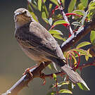 Pipit à long bec