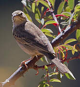 Long-billed Pipit