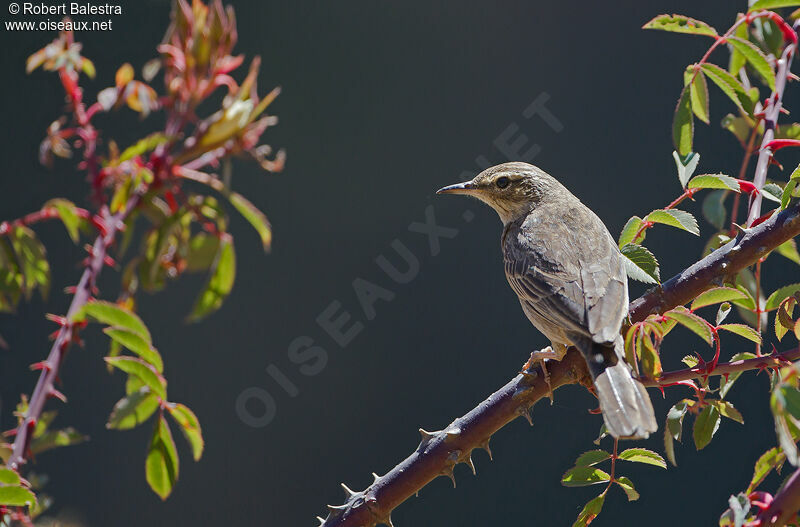 Pipit à long bec