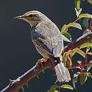 Pipit à long bec