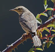 Long-billed Pipit