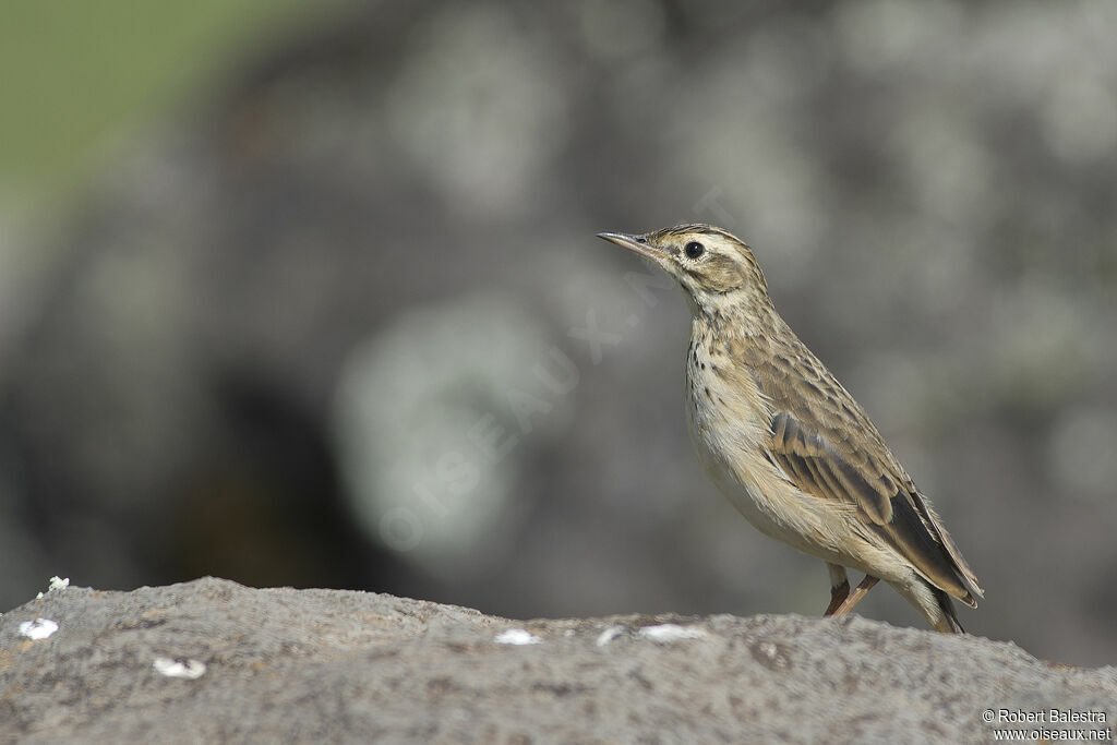 Pipit africain