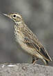 Pipit africain