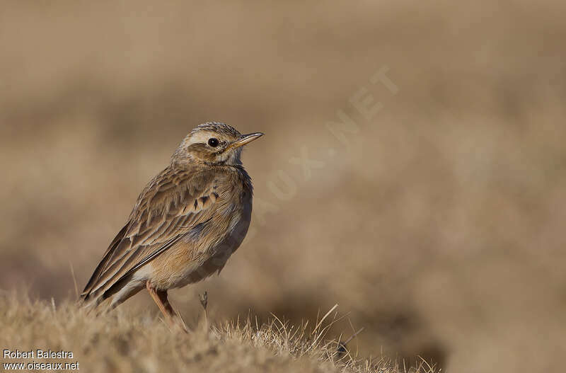 African Pipitadult