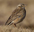 Pipit africain