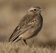 African Pipit