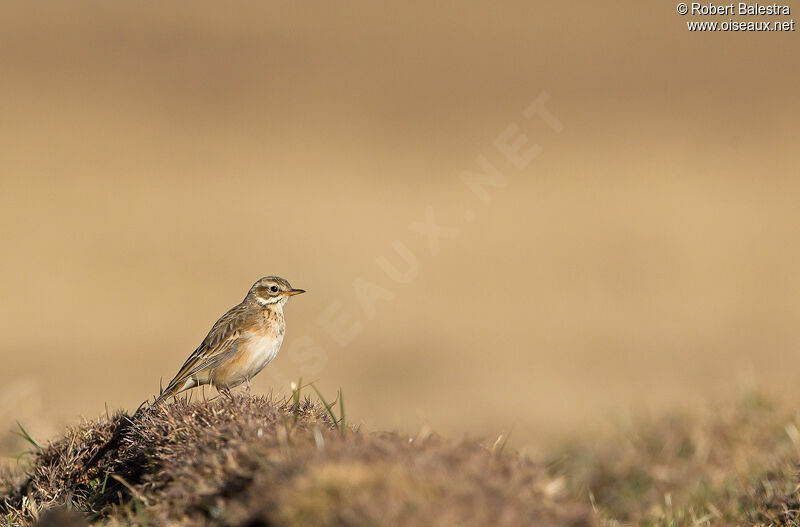 African Pipit