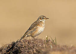 African Pipit