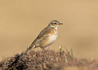 Pipit africain