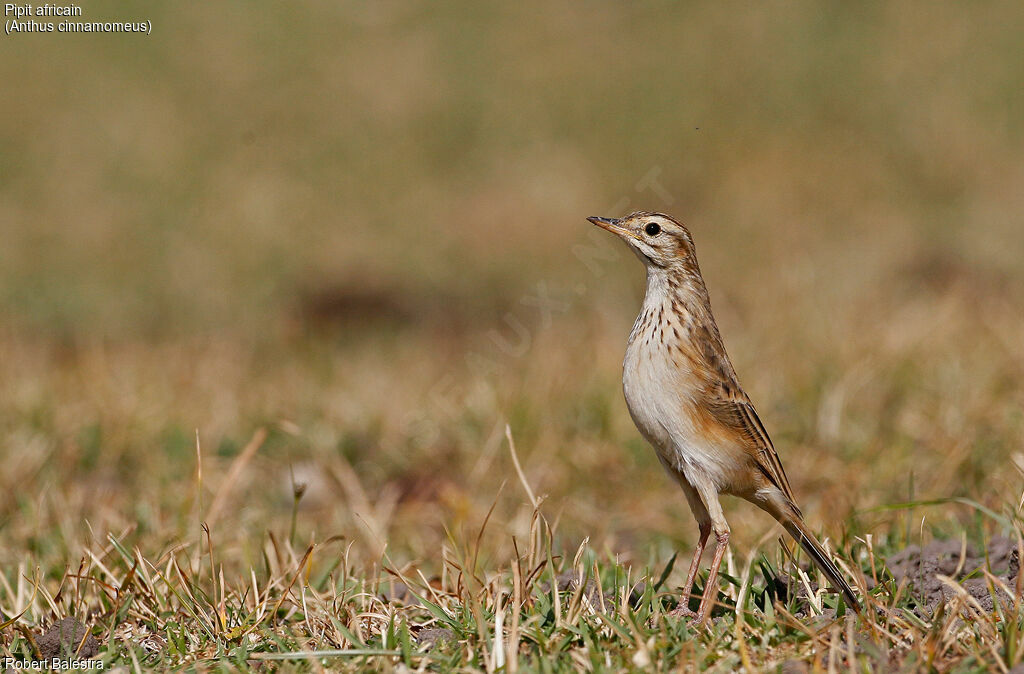 African Pipit