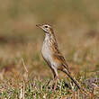 Pipit africain