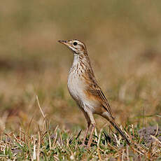 Pipit africain