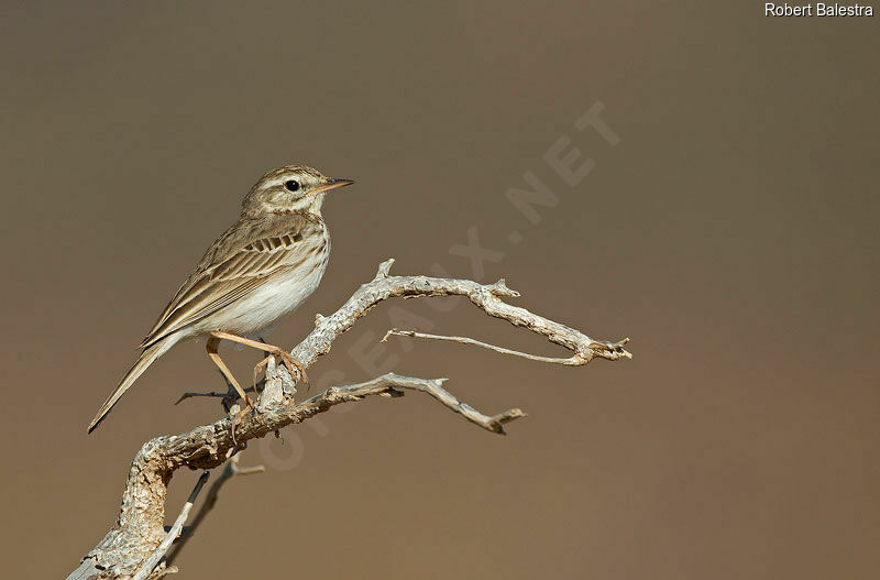 Pipit de Berthelot