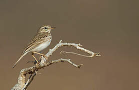 Berthelot's Pipit