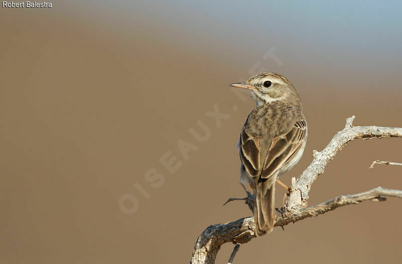 Pipit de Berthelot