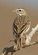 Pipit de Berthelot