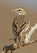 Berthelot's Pipit