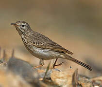 Berthelot's Pipit