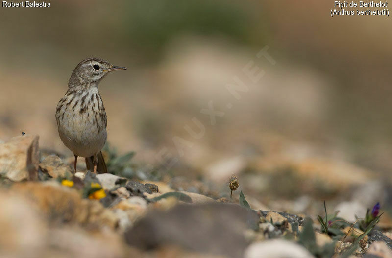 Berthelot's Pipit