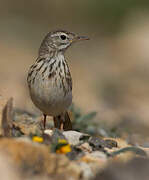 Pipit de Berthelot