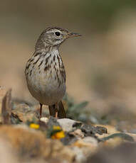 Pipit de Berthelot