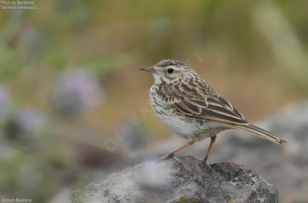 Berthelot's Pipit