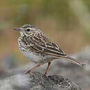 Pipit de Berthelot