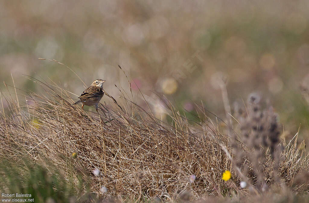 Pipit de Richard, habitat