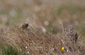 Richard's Pipit