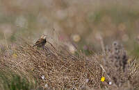 Pipit de Richard