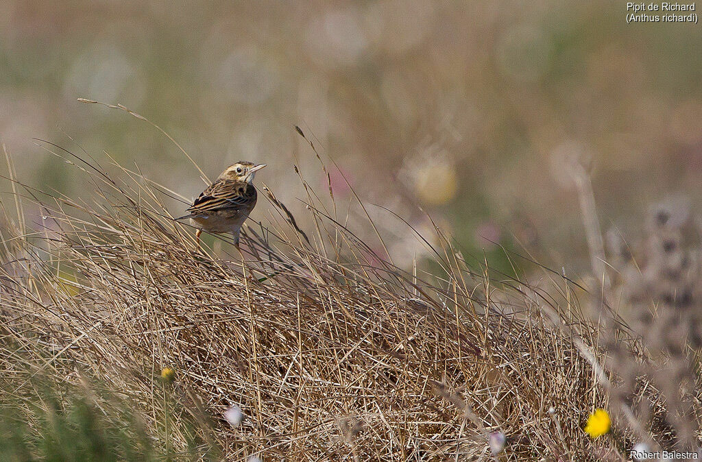 Richard's Pipit