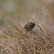 Pipit de Richard