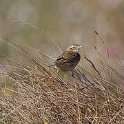 Richard's Pipit