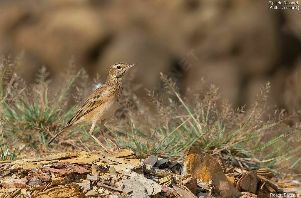 Richard's Pipit