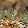 Pipit de Richard