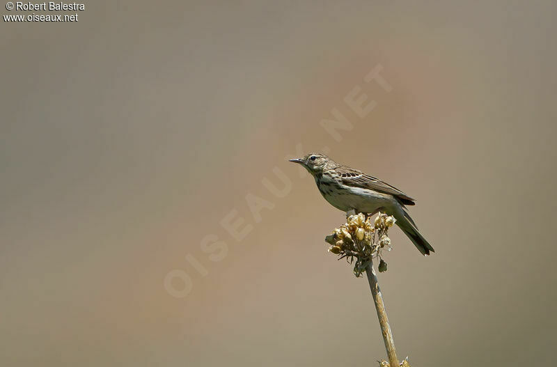 Pipit des arbres