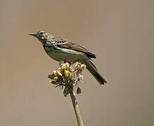 Tree Pipit