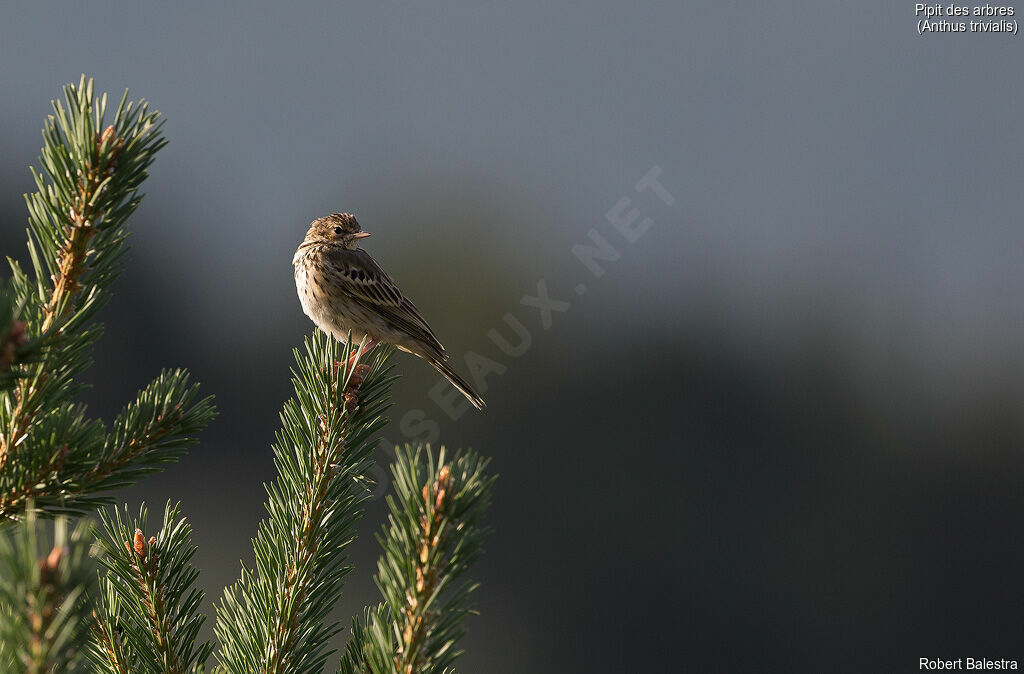 Pipit des arbres