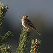 Pipit des arbres