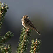 Pipit des arbres