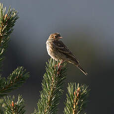 Pipit des arbres