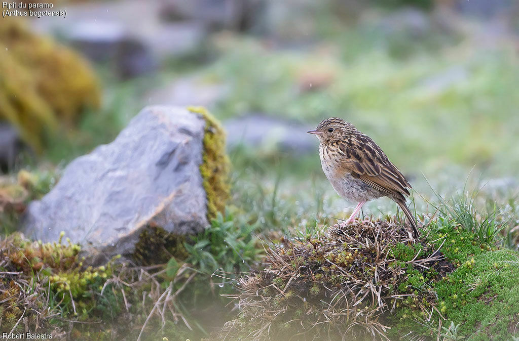 Paramo Pipit