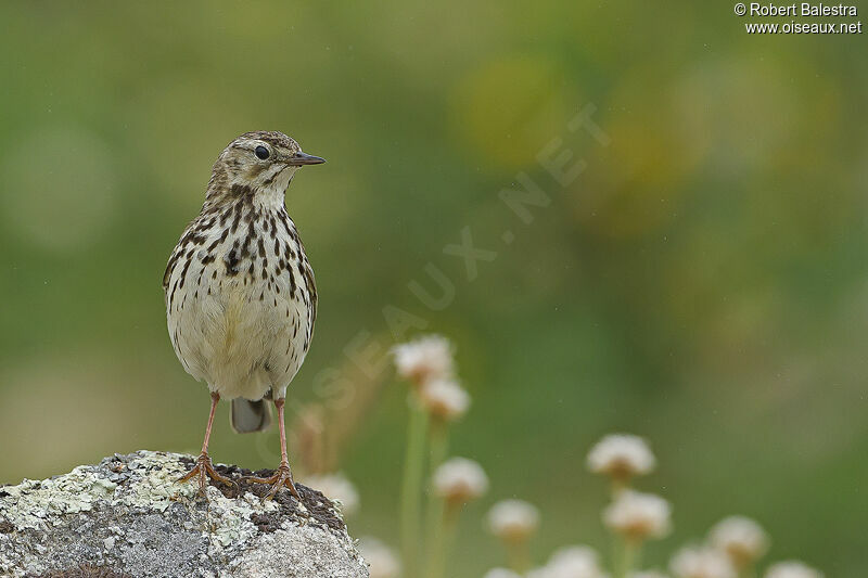 Meadow Pipit