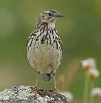 Pipit farlouse