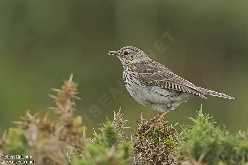 Pipit farlouseadulte, identification