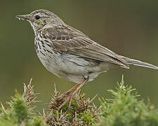 Meadow Pipit