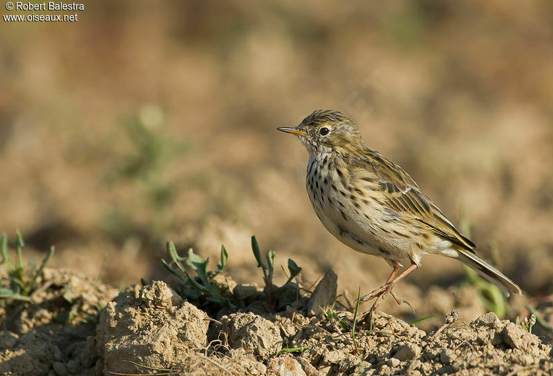 Meadow Pipit