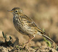 Pipit farlouse